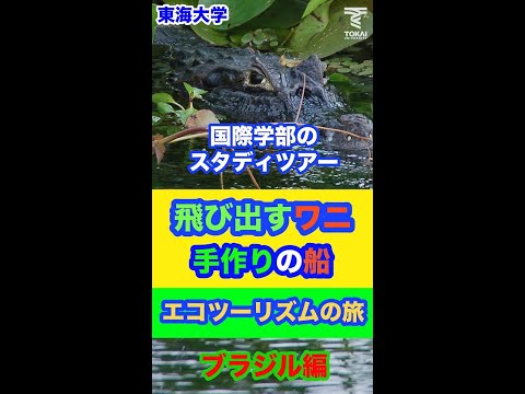 国際学部のスタディツアー「飛び出すワニ手作りの船」