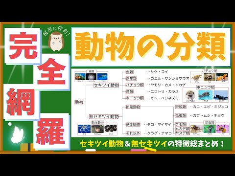 【中学理科】動物の分類　脊椎動物＆無脊椎動物の特徴丸わかり！