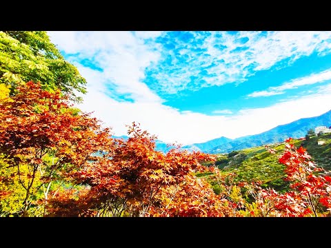 秋遊 - 福壽山農場、楓之谷1956秘密花園 ，欣賞楓葉🍁及蘋果園