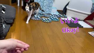 ボタンで日本語できる猫　I Taught My Cat Japanese Using Buttons