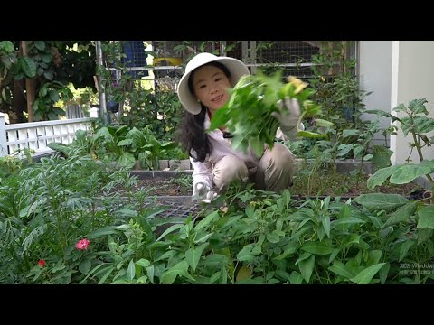 How to grow big and beautiful vegetables on the balcony and courtyard?