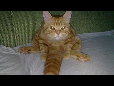 BEST FUNNY MEMES WITH CATS COMPILATION 13