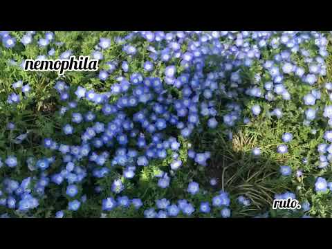 nemophila