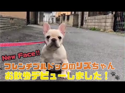 【はじめてのお散歩】フレンチブルドッグの子犬お散歩デビューしました！#530