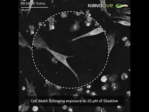 Cell death following exposure to 20 µM of Ebastine