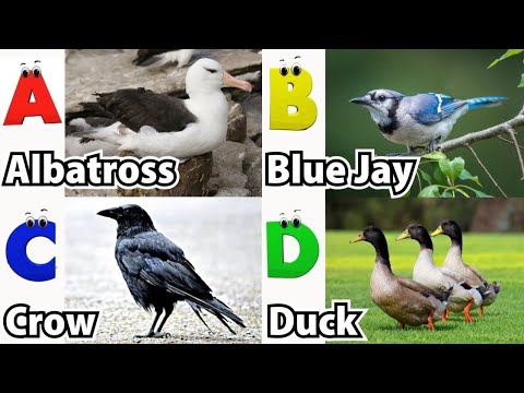 Birds ABC Song | Birds Alphabet Song | Learn English Alphabet Letters | Phonics for Kids