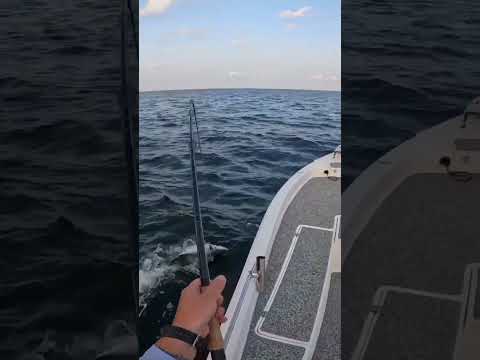 See what's swimming around this freighter #shorts  #fishing  #fish  #offshore