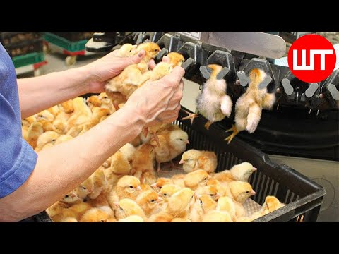 Chicken Hatchery Technology | Inside Modern Chickens Farm