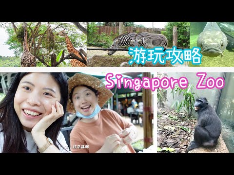 【新加坡好去处】Singapore Zoo 一日游！动物园野餐 | Weekly Vlog