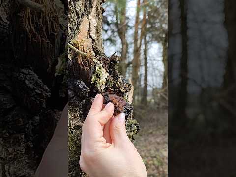 Birch chaga mushroom for Healthy #outdoors #forestwalk #survival