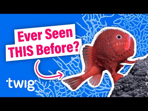 Have Scientists Just Discovered New Species? | Twig Science Reporter