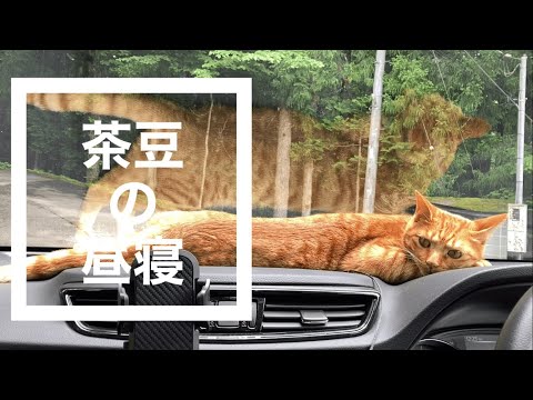 昼寝する猫,車の中で昼寝する猫,山中湖村,茶トラ猫,猫動画, no65 @bokuchamame