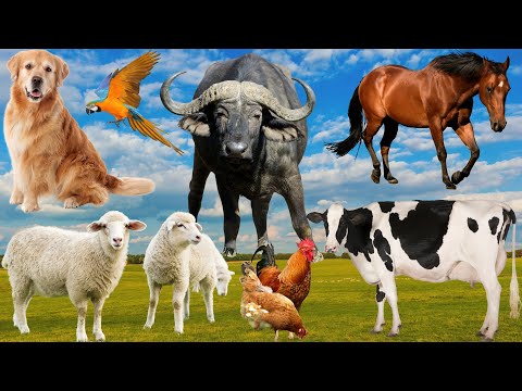 Bustling animal world sounds around us: Duck, Chicken, Goat, Pig, Bear, Camel, Moose, Cat...