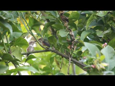 Second Fledged Hummingbird fed by Flora 02252022(a short video)