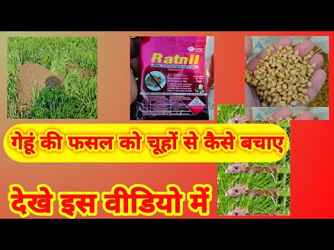 गेहूं की फसल को चूहों से कैसे बचाए।rat 🐀🐁 control pesticides 100%