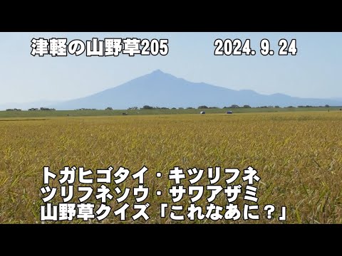 津軽の山野草205(ﾄｶﾞﾋｺﾞﾀｲ､ｷﾂﾘﾌﾈ、ﾂﾘﾌﾈｿｳ、ｻﾜｱｻﾞﾐ、山野草ｸｲｽﾞ)