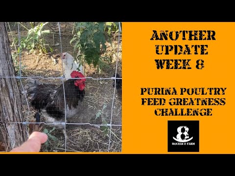 Purina Feed Greatness Challenge Week 8 | Central Texas Chicken Cool