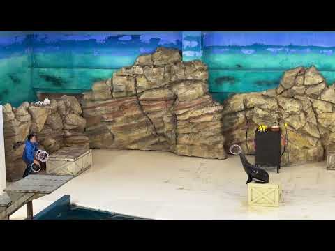 アシカショー / Sea Lion Show -- 鳥羽水族館 / Toba Aquarium (2024/1/18)