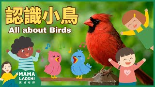 All about BIRDS for Kids in CHINESE 🦜認識小鳥| How birds fly 鳥怎麼飛| ANIMAL SCIENCE VOCAB IN CHINESE 動物中文