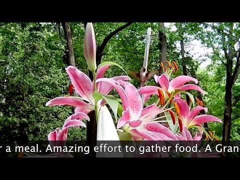 Humming Bird at the lily flowers.