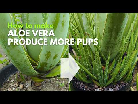 How Make Aloe vera Produce More Pups and More Often