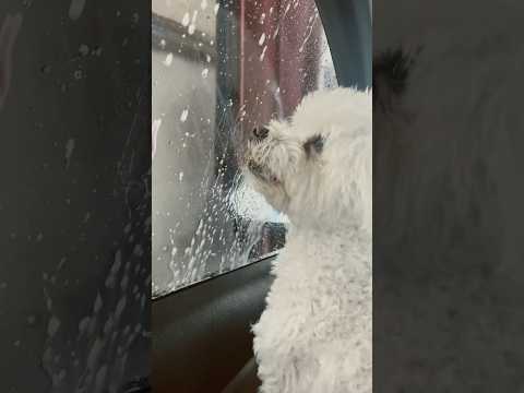 Buddy Confronts Car Wash Monster!