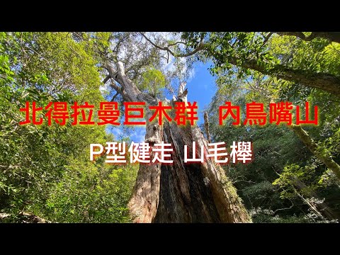 北得拉曼巨木群 內鳥嘴山 P型健走路線 紅檜神木｜山毛櫸 高山植物 爬山健行 郊山 中級山 夾腳拖