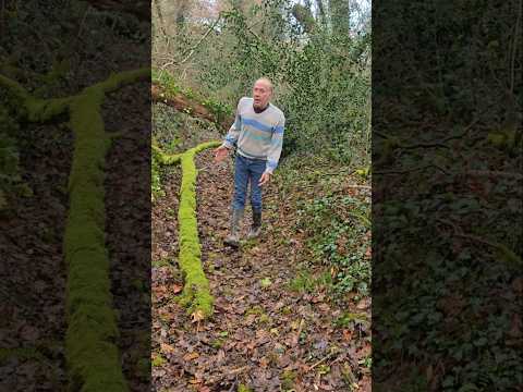 Storms prune the forest #weather #nativetrees #forest #adventure #explore #storms #trees #motivation