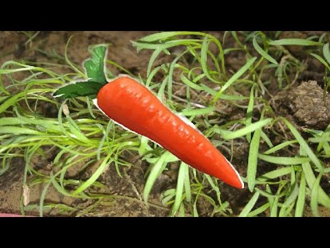 Carrot seedling part one (1) beginners must watch