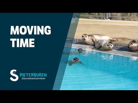 Moving time! Seal pups Bambi & Juan go to Golfbad