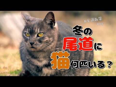 尾道って冬でも猫はいるの？　実際に歩いて猫探してみた！「&尾道散策 #08」