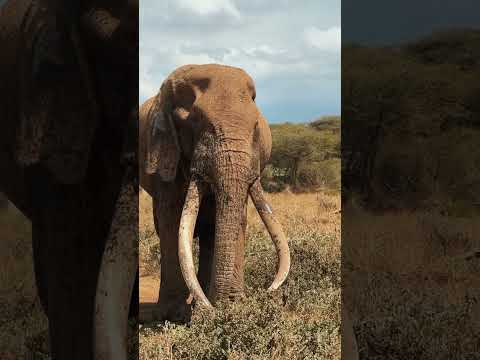 Craig the Amboseli Tusker is a BIG BOY - It's Tusking Season