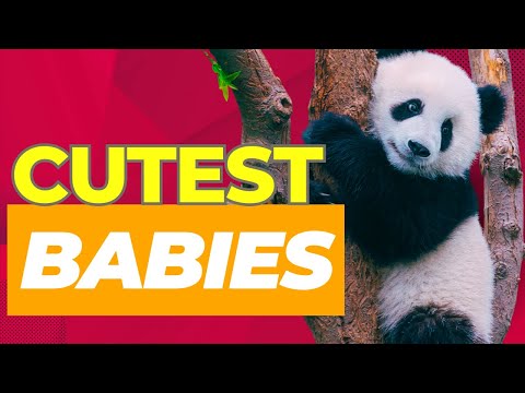 Top 10 Cutest Baby Animals Around the World