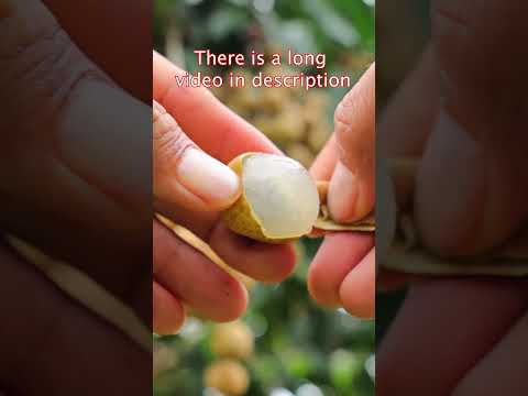 Awesome Longan Fruit - Longan Farm #shorts