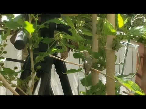 Cado the fledgling humming chick perches on a mulberry branch for lunch