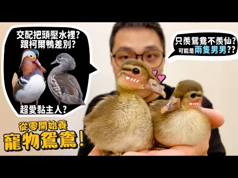 【從零開始養】寵物鴛鴦!只羨鴛鴦不羨仙可能是兩隻男男?交配公鳥把母鳥頭壓水裡?最黏人親人的寵物家禽?【許伯簡芝】