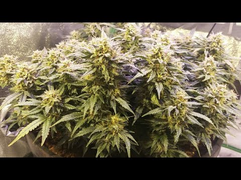 Timelapse of Cheese autoflower from canukseeds! -with stop-motion of LST - 3x3 tent