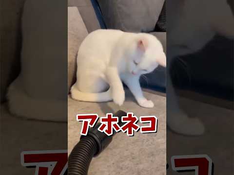 ネッコの動画で癒されたら寝ろｗｗｗ　#2ch #2ch動物スレ #2ch面白いスレ #動物 #犬 #猫 #癒やし