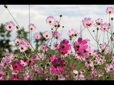 2022年 石内川堤の秋桜 / 秋桜（山口百恵）