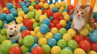 Two Cats and 500 Balls in a Ball Pit !!