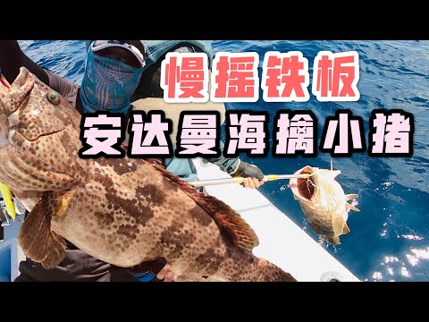 慢摇铁板擒“小猪”，铁板落底截口，标准的大石斑就饵方式