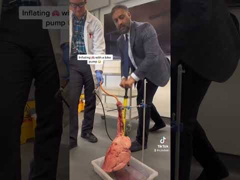 Teacher using a bike pump to blow up lungs 🫁 #teacher #lungs #school #biology #lungdissection #lung