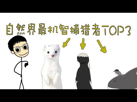 自然界最机智捕猎者TOP3