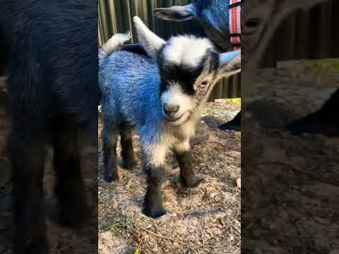 Cute baby Goats 🐏 Pyare Bakri ke bacche #goat #shorts