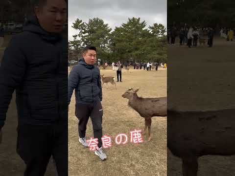 NARA DEER 22/12/24