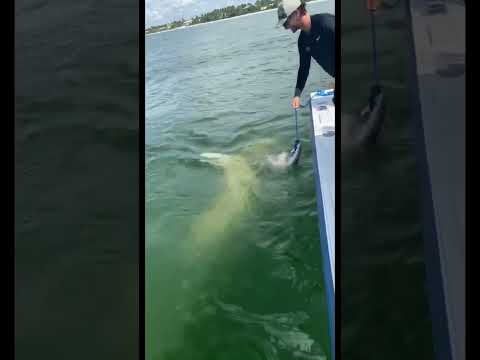 Hammerhead almost attacks boat! #fishing #fishingcharter #naples #boats #shorts