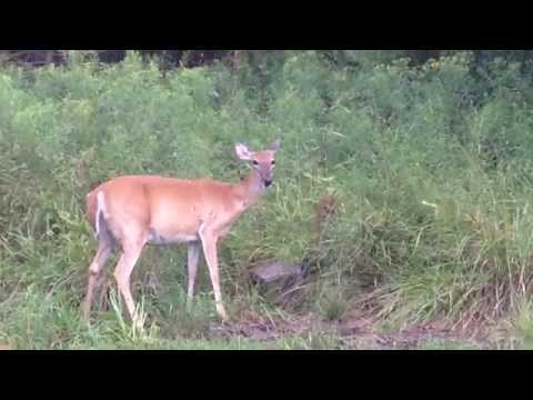 Sweet Nursing Doe -- July 28, 2015