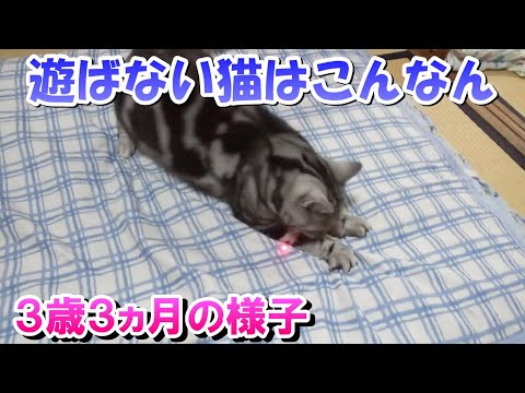 ３歳３ヵ月の様子　遊ばない猫はこんな感じ（アメリカンショートヘア）