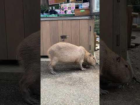 おやつ売り場で待ち構えるカピバラ(伊豆シャボテン動物公園) #capybara #Shorts