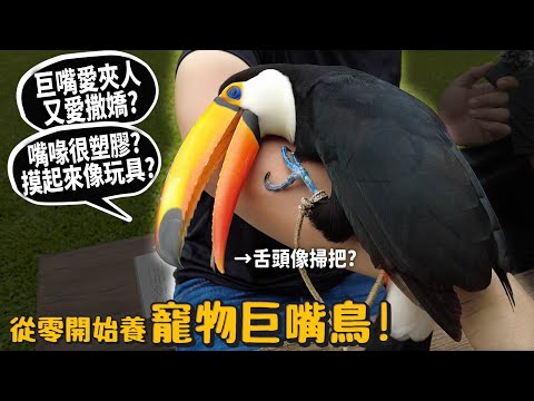 【從零開始養】寵物巨嘴鳥!巨嘴愛夾人又愛撒嬌?嘴喙很塑膠?摸起來像玩具?【許伯簡芝】托哥巨嘴鳥!鳥!